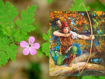 Il geranio di Robin Hood