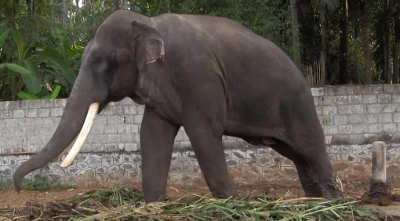 Elefanti in India incatenato