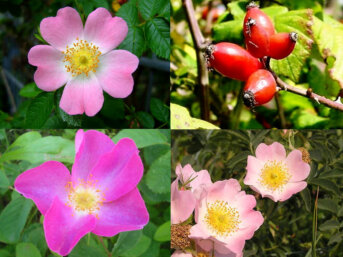 Rose d’Irlanda