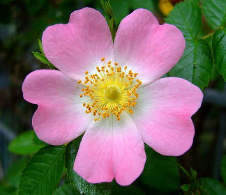 Rose d’Irlanda: la rosa canina L.