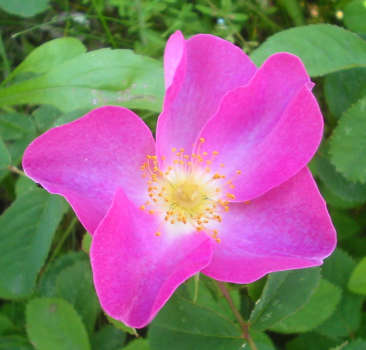 Rose d’Irlanda: la rosa gallica L.