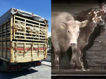 Cosa c'è dietro una bistecca: il trasporto di animali vivi