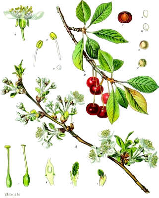 ciliegio Prunus cerasus L 1 scheda