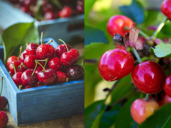 ciliegio Prunus cerasus frutti