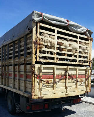 trasporto animali vivi 2 pecore