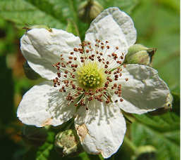 Il rovo fiore