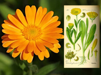La calendula, raggio d’oro d’estate