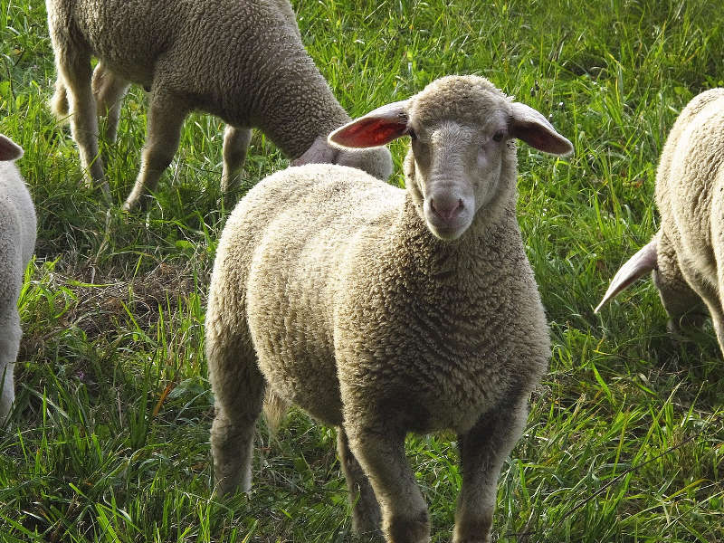 Le pecore risolveranno i problemi di giardinaggio nelle città