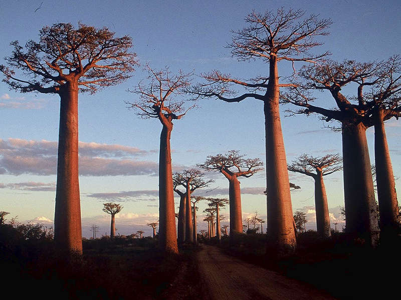 Il Baobab, il vecchio saggio dell’Africa che sta morendo