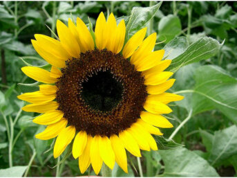Il girasole: costanza nell’amore e nella preghiera