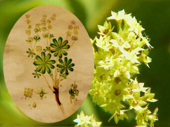 L’alchemilla che incantò il Conte Mago