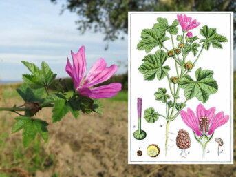 malva