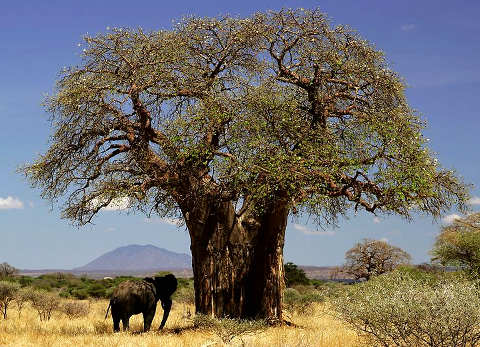 Un Baobab, Africa