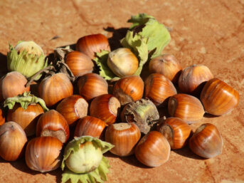 Il nocciolo come bacchetta magica