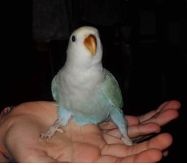 foto per Anche i pappagalli fanno Pet therapy