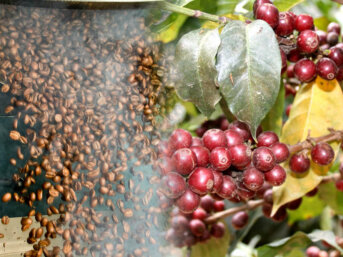 Toro Caffè produrre con attenzione artigianale: La qualità nel caffè