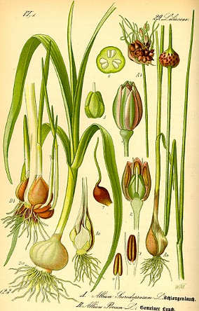 aglio Allium sativum L