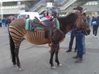 Lo zebrallo, le zebre e i caratteri ereditari