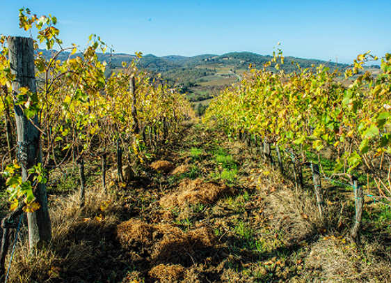La vigna, Il vino dell’Azienda Agricola Leonardo Manetti