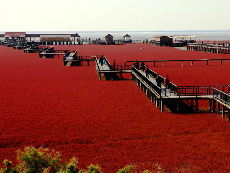 La spiaggia rossa di Panjin in Cina