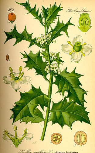 L’agrifoglio Ilex aquifolium L.