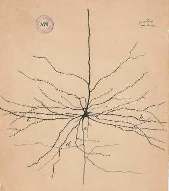 neurone Santiago Ramón y Cajal disegno del 1904