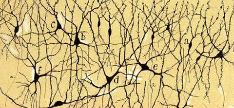 Disegno di Santiago Ramón y Cajal