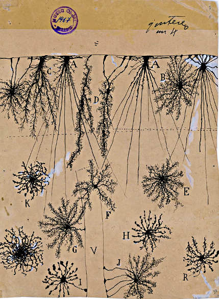 disegno di Santiago Ramón y Cajal corteccia celebrale
