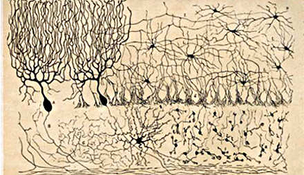 Disegno di Santiago Ramón y Cajal 9