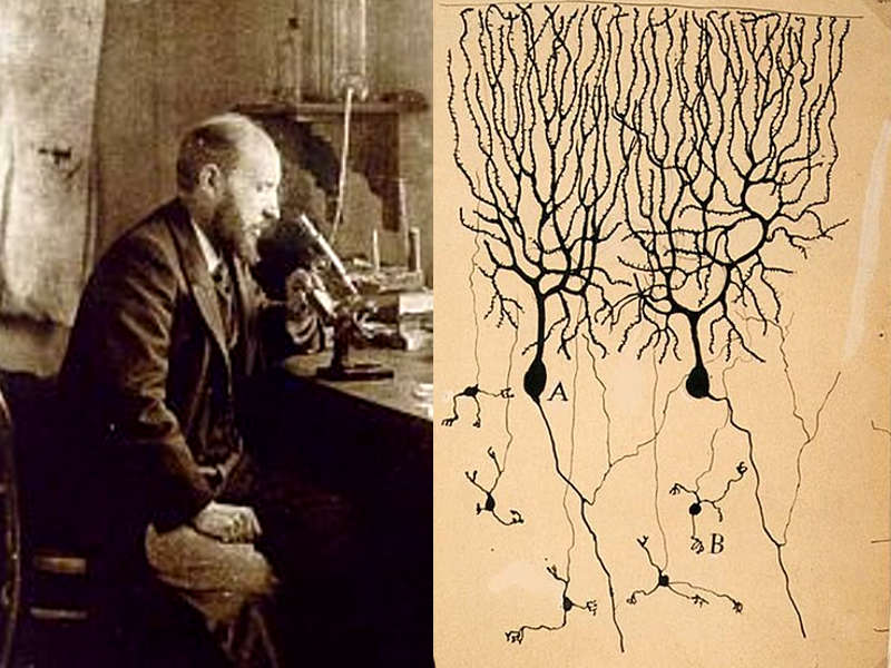 Santiago Ramón y Cajal lo scienziato che disegnò il cervello umano