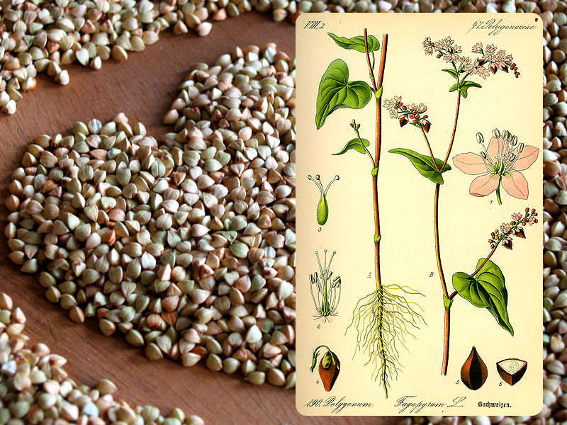 Il grano saraceno: rimedio di salute e di bellezza