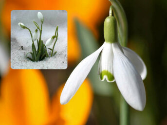 Il bucaneve, bianco fiore del cuore