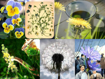 10 bevande naturali con molte proprietà