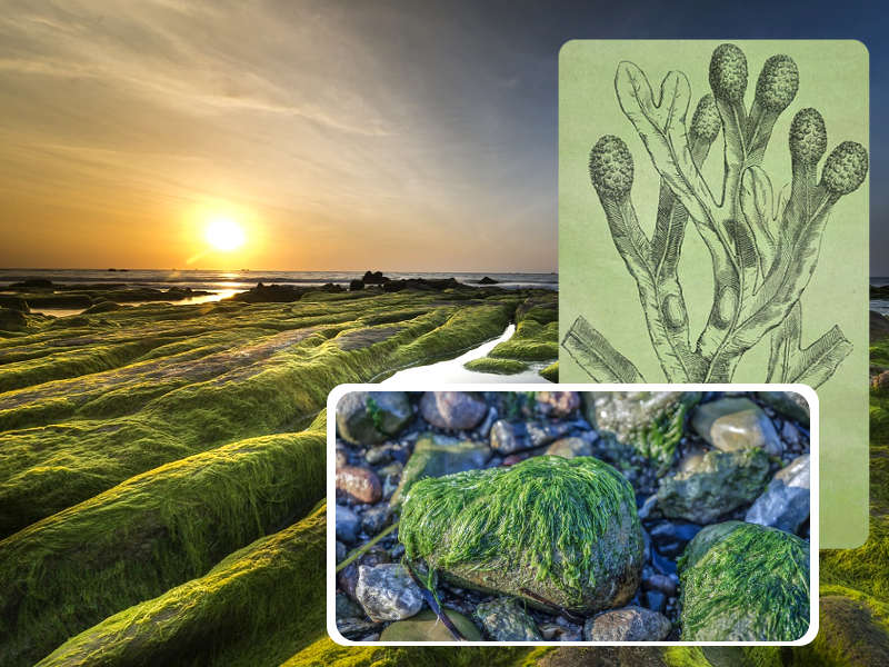 Le alghe: i segreti delle piante di mare