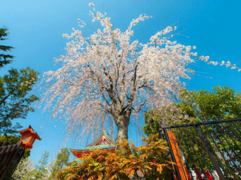 7 luoghi da visitare in Primavera