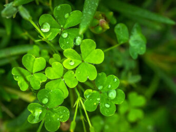 Erbe Irlandesi Il trifoglio, non a caso