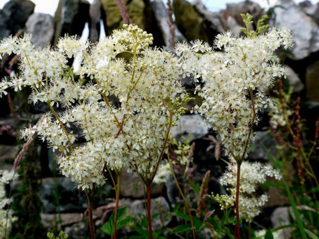 Fiori Spiraea ulmaria, la regina dei prati