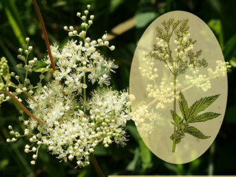 Spiraea ulmaria La regina dei prati
