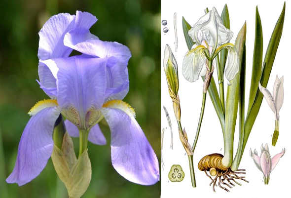 Iris Botanica e droga medicinale