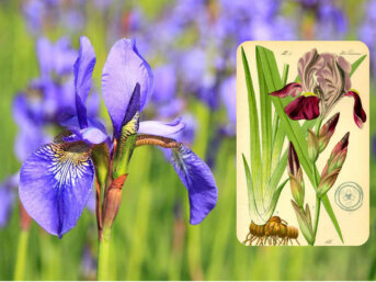 L’iris, l’antica Fleur de Lys