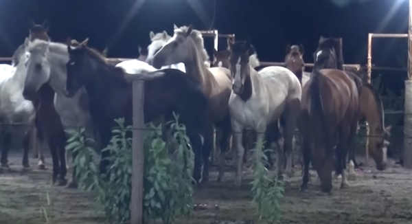 Foto Furti di cavalli per macellazione da video TSB (Tierschutzbund)