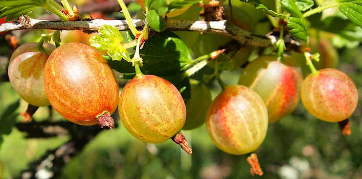 Principi attivi Uva spina Ribes uva-crispa L.