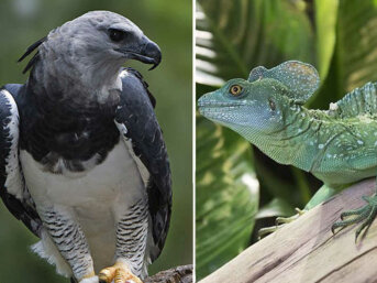 7 Animali con nomi della mitologia greca e romana