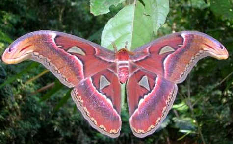 L’atlante o farfalla cobra (Attacus atlas)