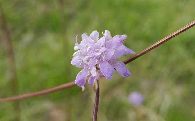 Il glifosato e il fiore della Cephalaria Transsylvanica