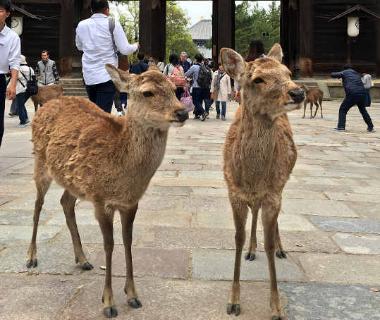I cervi Sika al Il tempio Tōdai-ji a Nara