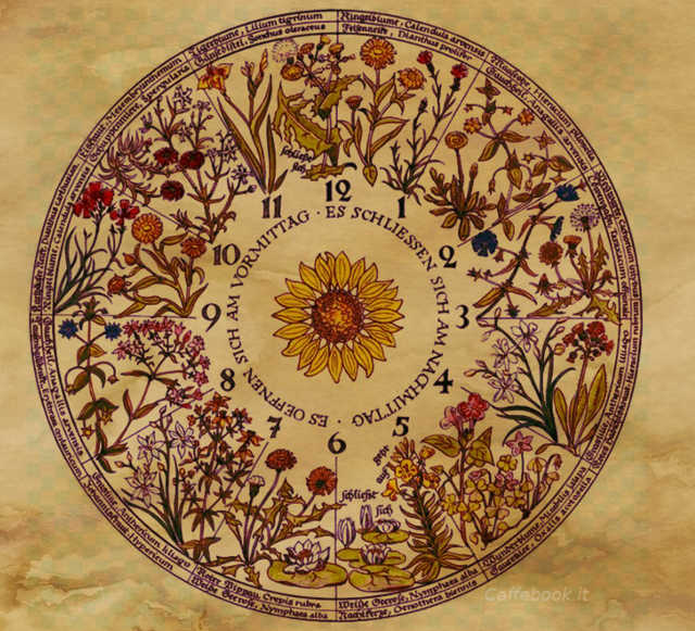 Orologio floreale di Linneo