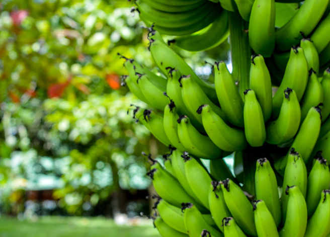 7 Risorse naturali che si stanno esaurendo: le banane