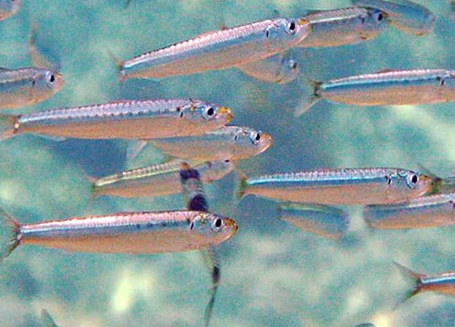 7 Risorse naturali che si stanno esaurendo: le sardine