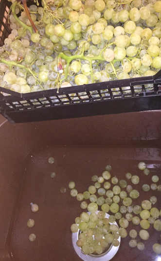 Preparazione Confettura di uva bianca: lavare l'uva
